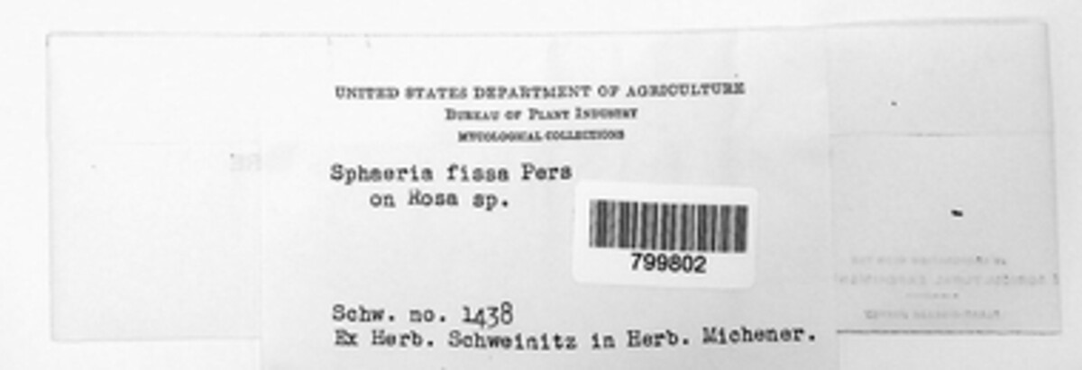 Sphaeria fissa image